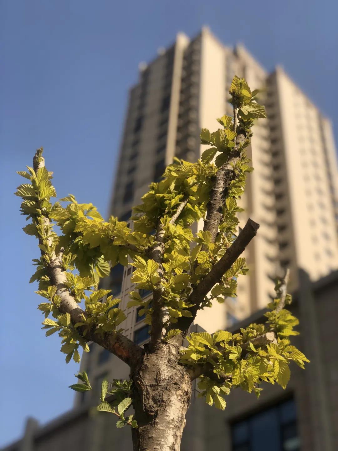 1588928366988709.jpg 微信圖片_20200508164625.jpg